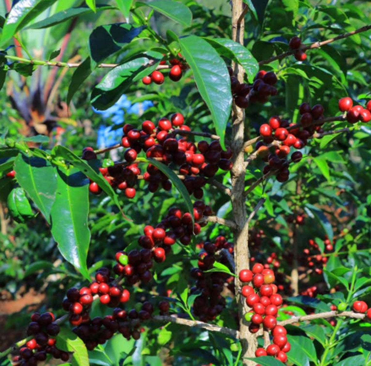 Smooth Operator | Ethiopia | 500g