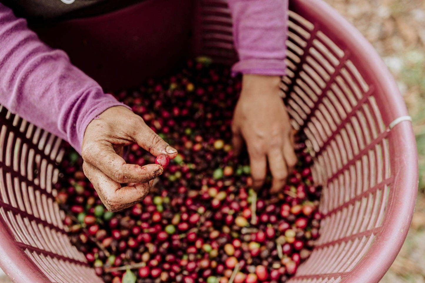 Kiss Of Life | El Salvador | 500g - Kaffeekirsche - June And July Filterkaffee