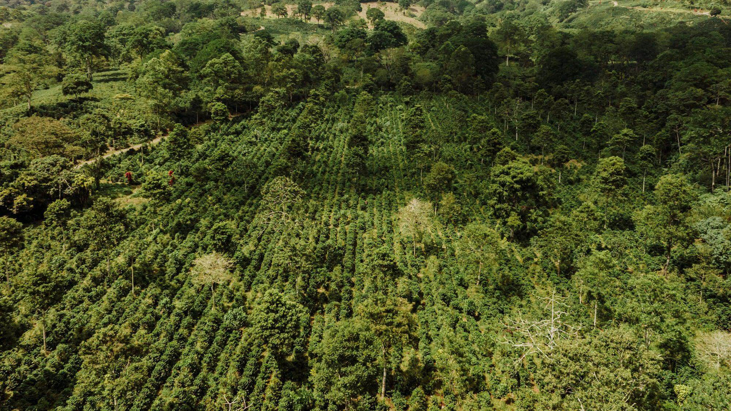 Kiss Of Life | El Salvador | 500g - Kaffeefarm - June And July Filterkaffee
