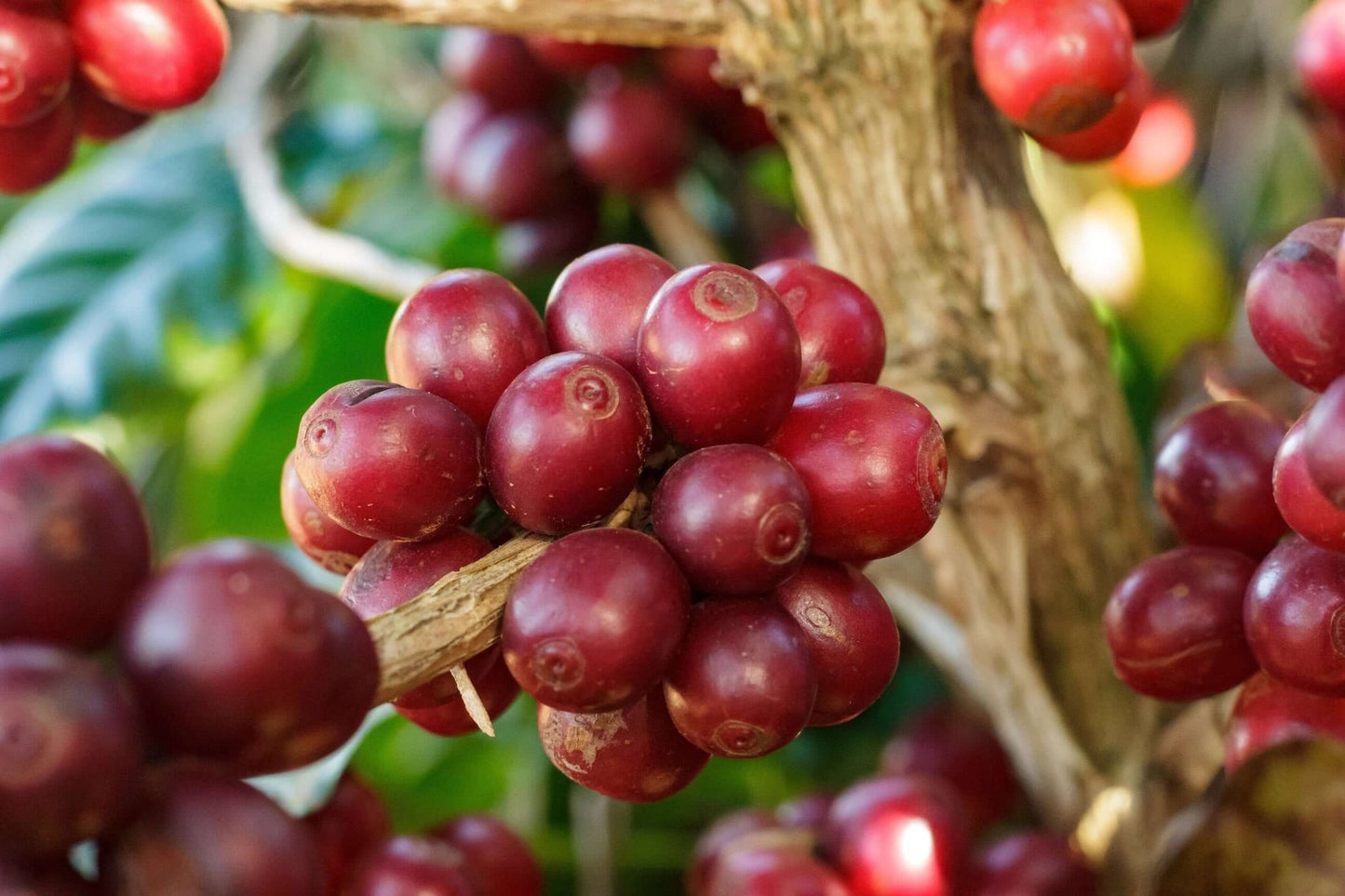 La Grande Bellezza | Classic Blend | 500g - June And July