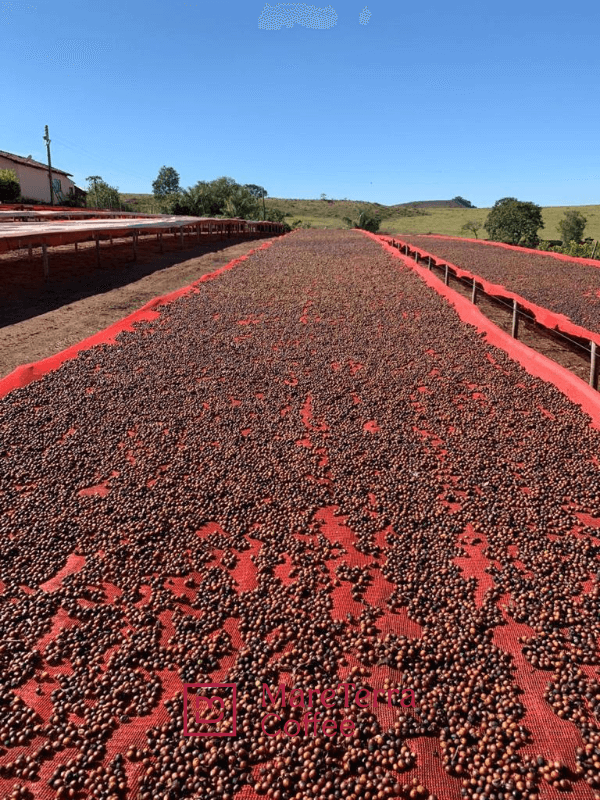La Grande Bellezza | Classic Blend | 500g - June And July