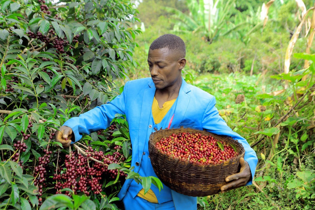 No Ordinary Love | Ethiopia | 500g