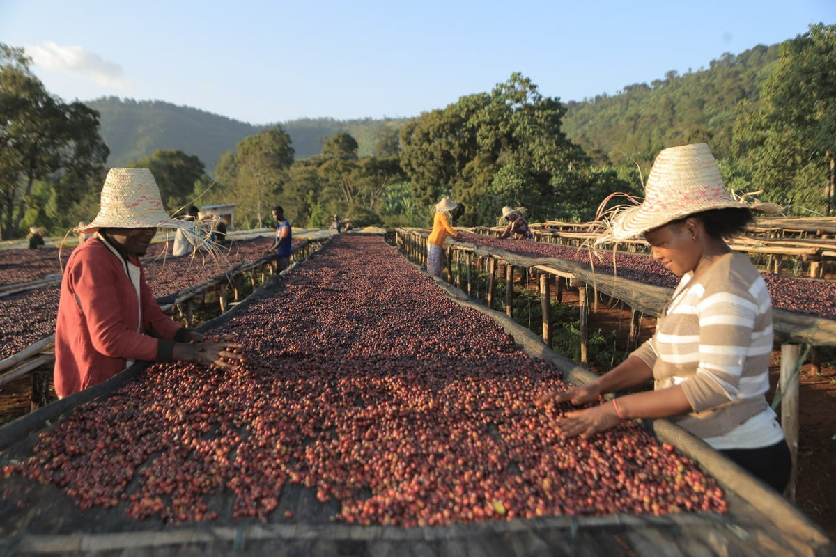 No Ordinary Love | Ethiopia | 500g