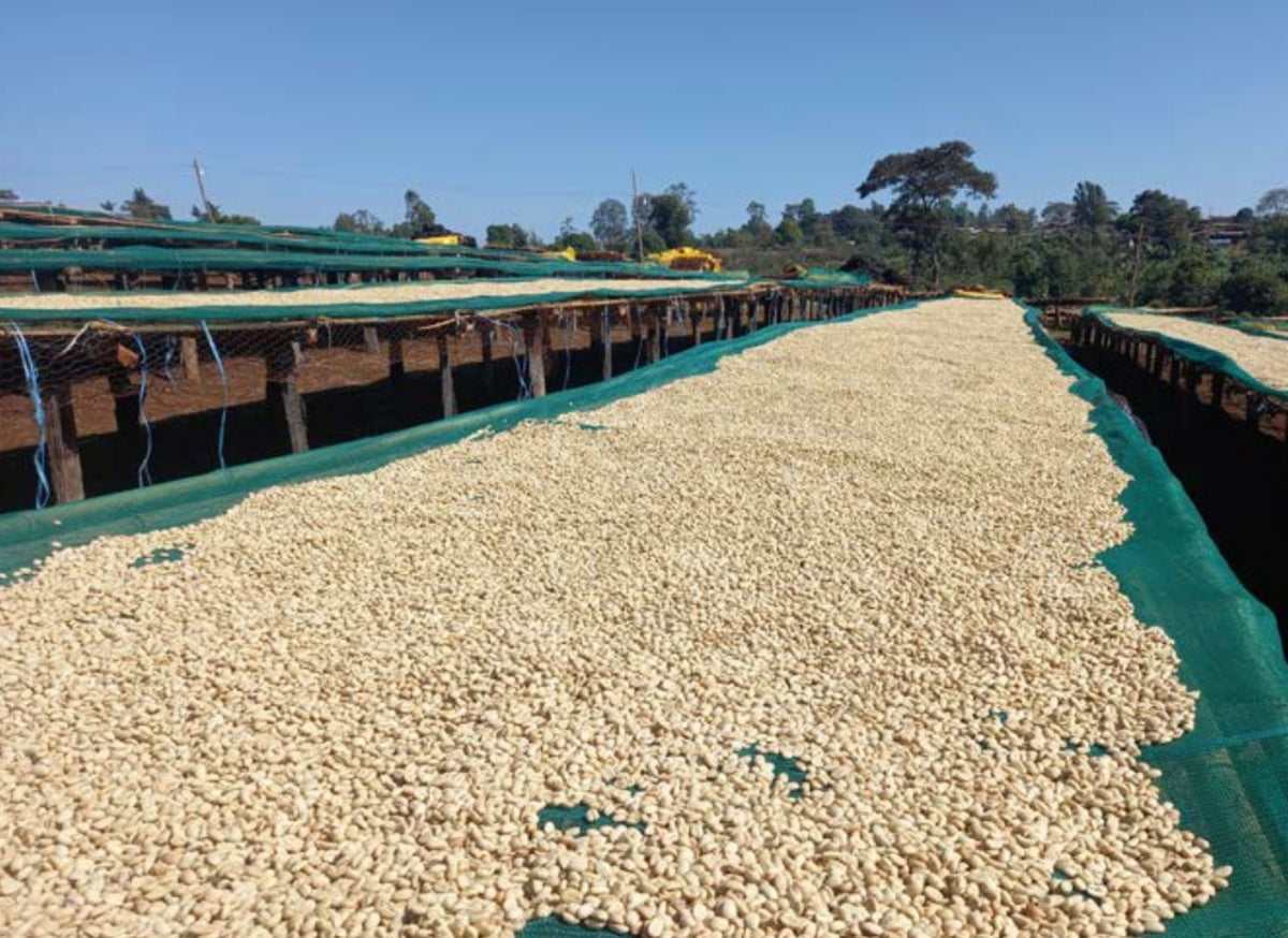 Smooth Operator | Ethiopia | 500g