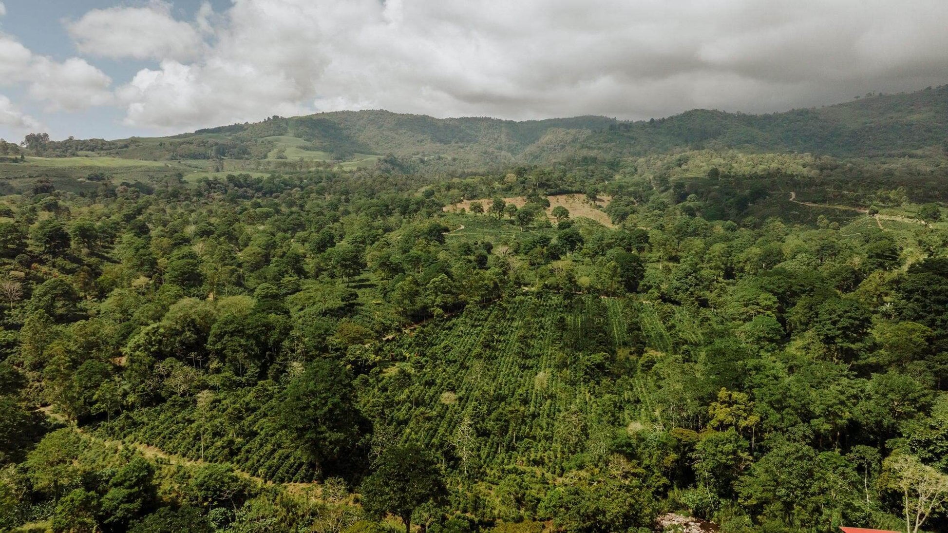 Smooth Operator | El Salvador | Farm June And July