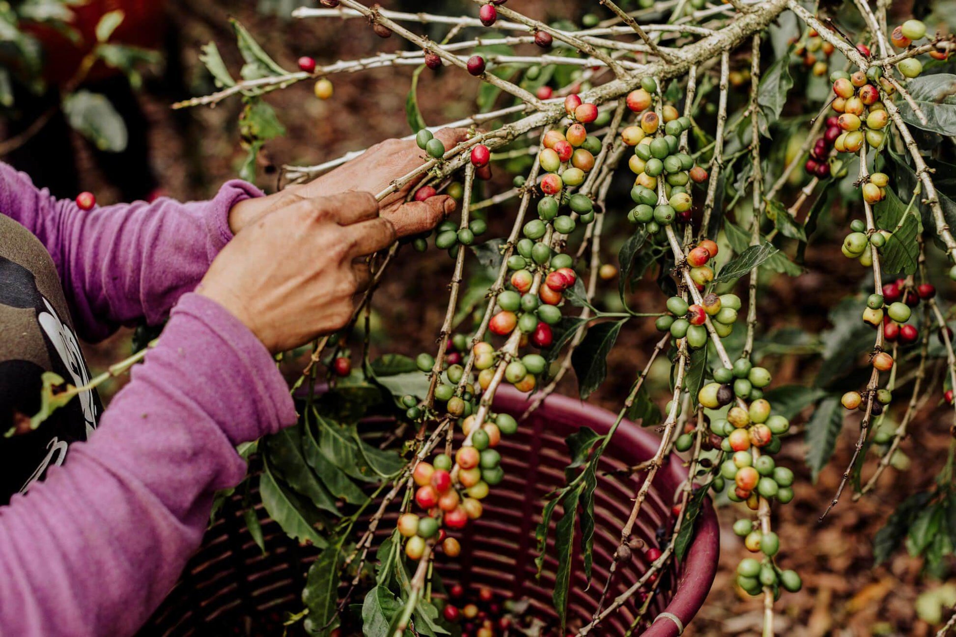 Smooth Operator | El Salvador | Kaffeeernte